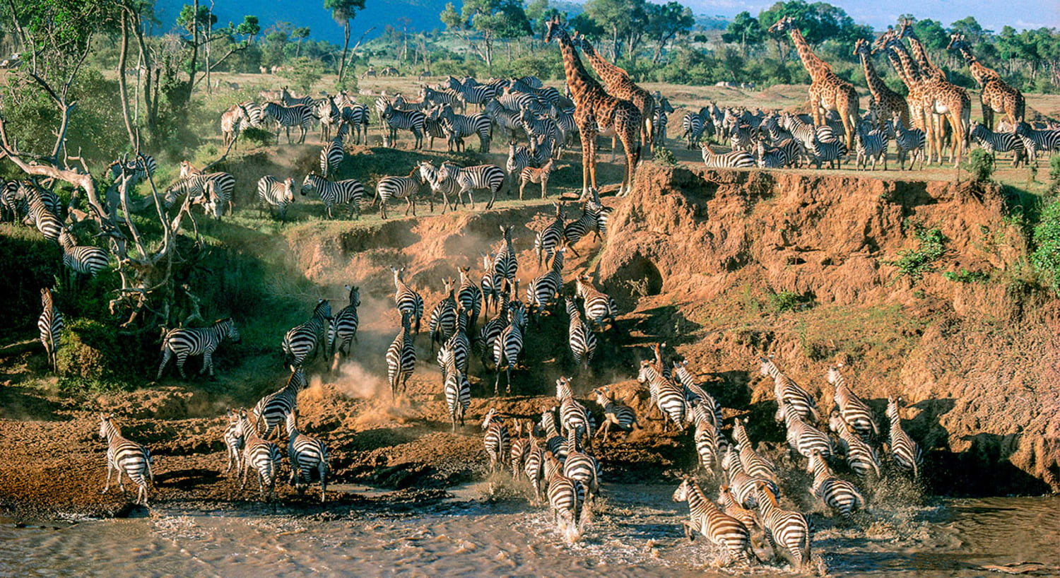 Safari Image