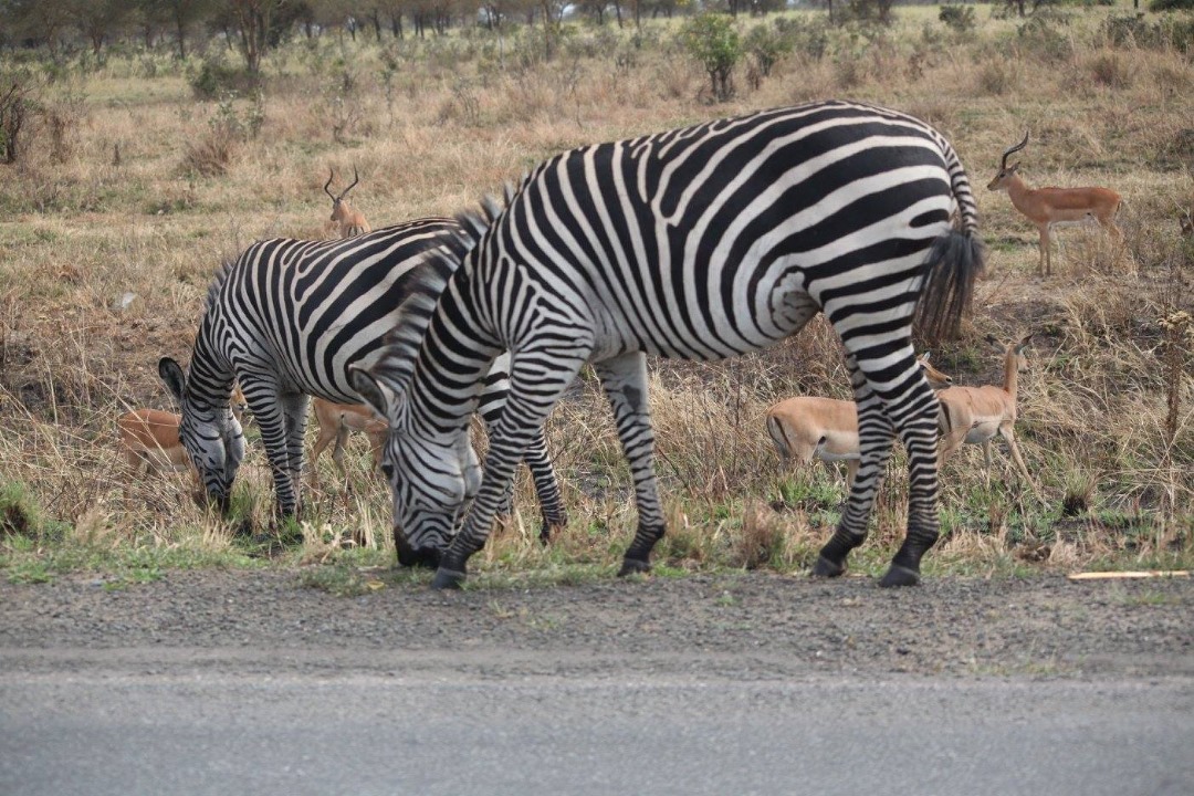 Tarangire National Park