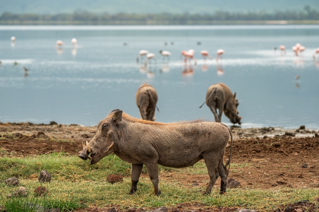 Ngorongoro Crater