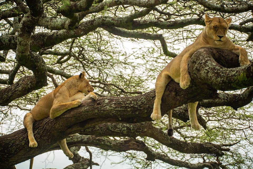 Lake Manyara National Park