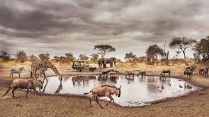 Safari