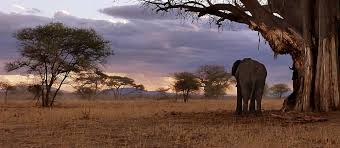 Safari