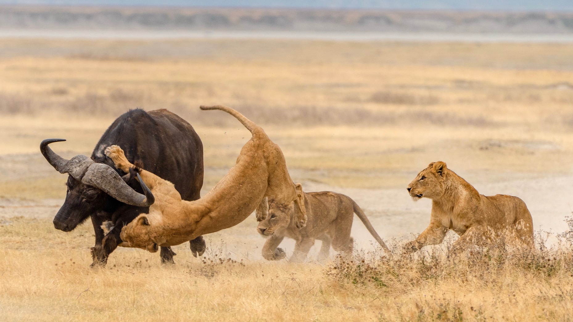 Safari