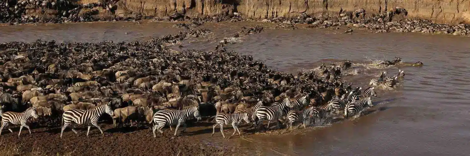 Safari